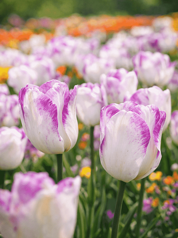 Тюльпан триумф Shirley