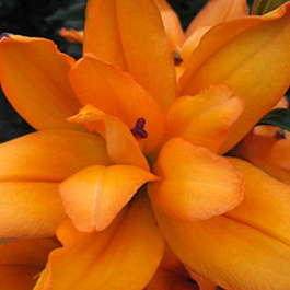 Лилия азиатская махровая Дач Твин