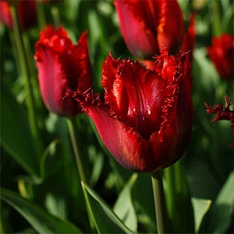 Тюльпан бахромчатый Пасифик Перл