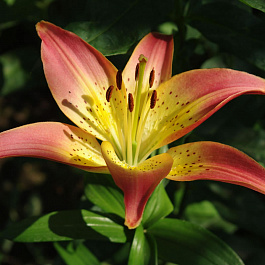 Лилия азиатская Оклахома Сити НАБОР 2ШТ (2+2)