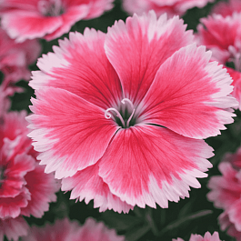 Гвоздика китайская Coronet Strawberry