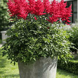 Астильба гибридная Mighty Red Queen