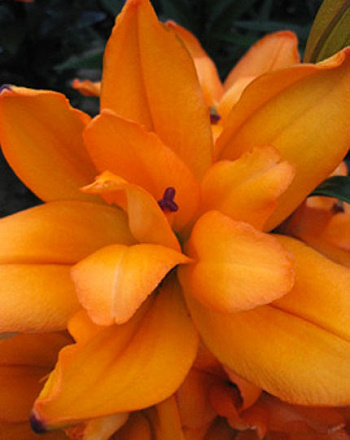 Лилия азиатская махровая Дач Твин