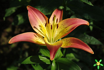 Лилия азиатская Оклахома Сити НАБОР 2ШТ (2+2)