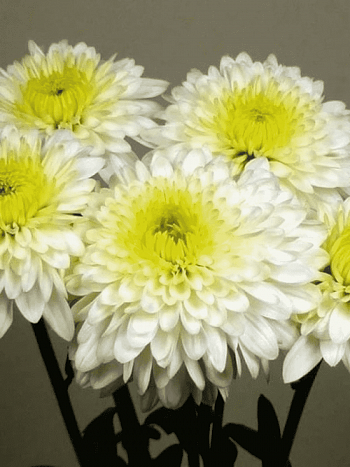 Хризантема  Beppie White