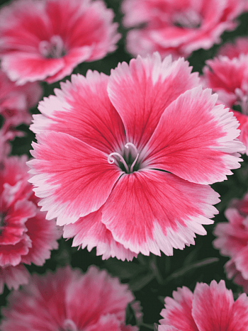 Гвоздика китайская Coronet Strawberry