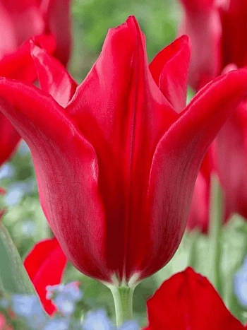 Тюльпан Pieter de leur