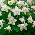 Аквилегия вееровидная Spring Magic  White