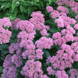 Очиток  телефиум Dark Knight