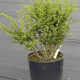 Барбарис Тунберга Kelleriis