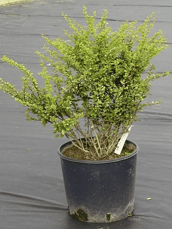 Барбарис Тунберга Kelleriis