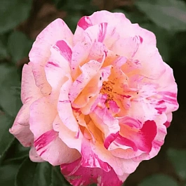 Роза Чайно-гибридная Сamilla