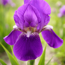 Ирис германский Imperator