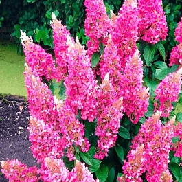 Гортензия метельчатая Pinky Winky