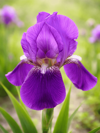 Ирис германский Imperator