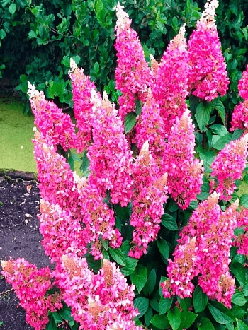 Гортензия метельчатая Pinky Winky