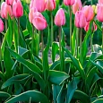 Тюльпан пестролистный Design Impression