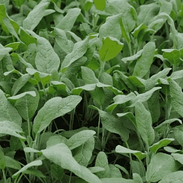 Шалфей лекарственный  Growers Friend