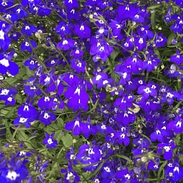 Лобелия эринус Palace Blue Eye
