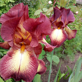 Ирис бородатый Провансаль