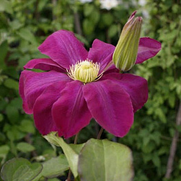 Клематис крупноцветковый Хоши-но-Фламенко