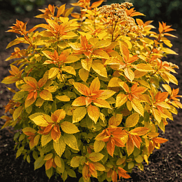 Спирея японская Double Play Big Bang