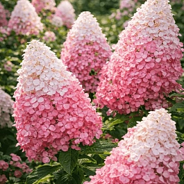 Гортензия метельчатая Pink Lady ТОЛЬКО САМОВЫВОЗ