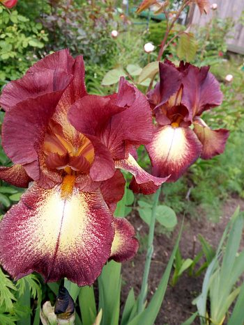 Ирис бородатый Провансаль Ирис бородатый Провансаль