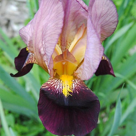 Ирис бородатый Бордюрный Дрягиной