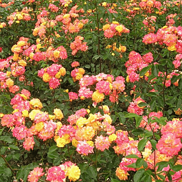 Роза флорибунда Крымский самоцвет