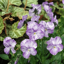 Виола душистая  Columbine