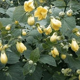 Киренгешома дланевидная