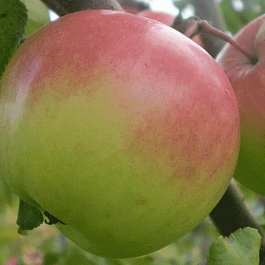 Яблоня Богатырь