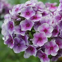 Флокс Метельчатый Алексей Ленский