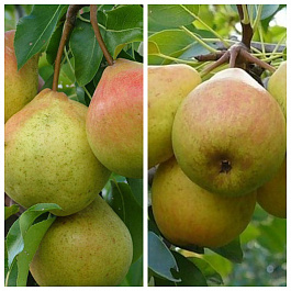 Дерево-сад (2-3х летка) груша 2 сорта Осенняя Яковлева-Просто Мария Дерево-сад (2-3х летка) груша 2 сорта Осенняя Яковлева-Просто Мария