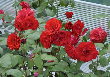 Роза флорибунда Аллотрия