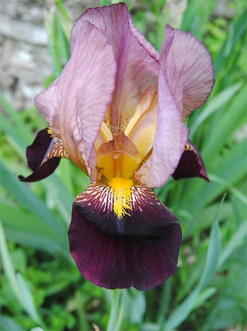 Ирис бородатый Бордюрный Дрягиной