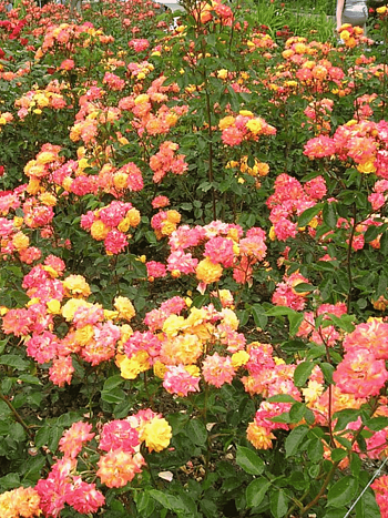 Роза флорибунда Крымский самоцвет