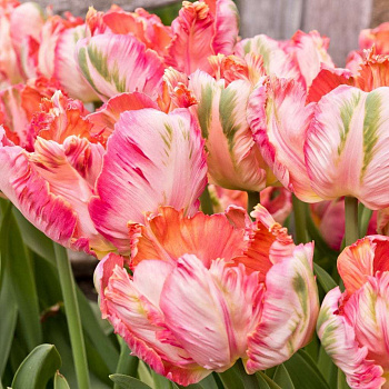 Тюльпан попугайный Эйприкот Пэррот Тюльпан попугайный Эйприкот Пэррот