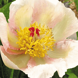 Пион Молочноцветковый Le Printemps