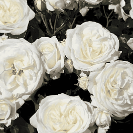 Роза Флорибунда Alabaster