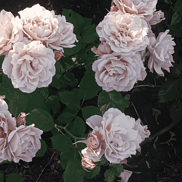 Роза Флорибунда Ioli