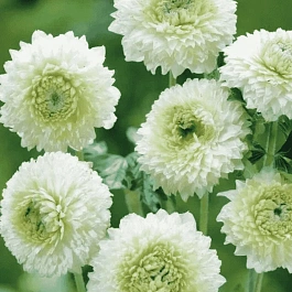 Анемона лесная Elise Feldman