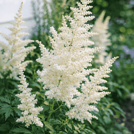 Астильба китайская Frosty Cake