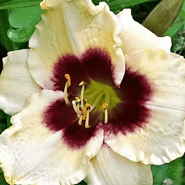 Лилейник Pandora's Box