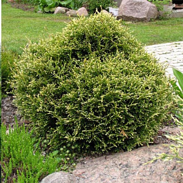 Туя западная Кинг оф Брабант