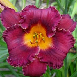 Лилейник гибридный Найт Висперс