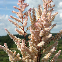 Астильба японская Бронзлауб Астильба японская Бронзлауб