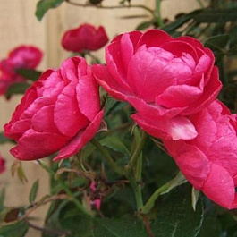 Роза миниатюрная Пинк Морсдаг