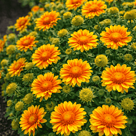 Гайлардия гибридная Arizona Apricot